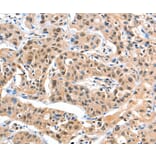 Immunohistochemistry - DDX4 Antibody from Signalway Antibody (35554) - Antibodies.com