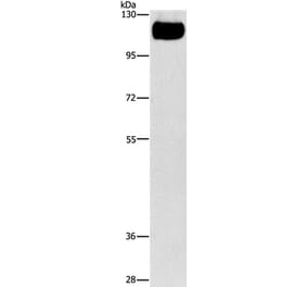 TLR4 Antibody from Signalway Antibody (35577) - Antibodies.com