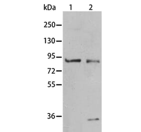 BAG3 Antibody from Signalway Antibody (35593) - Antibodies.com