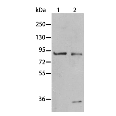 BAG3 Antibody from Signalway Antibody (35593) - Antibodies.com