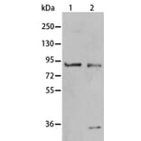 BAG3 Antibody from Signalway Antibody (35593) - Antibodies.com