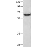 KRT2 Antibody from Signalway Antibody (35627) - Antibodies.com
