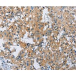 Immunohistochemistry - FGF9 Antibody from Signalway Antibody (35651) - Antibodies.com