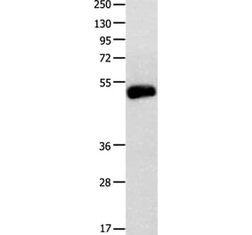 BMP4 Antibody from Signalway Antibody (35652) - Antibodies.com