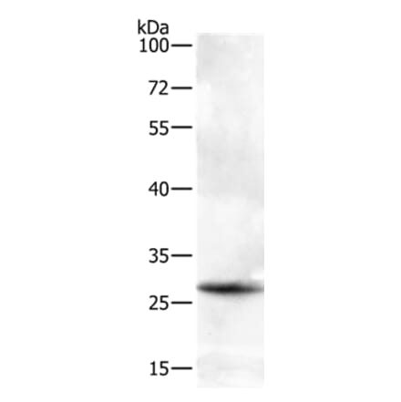 BTG3 Antibody from Signalway Antibody (35655) - Antibodies.com