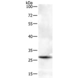 BTG3 Antibody from Signalway Antibody (35655) - Antibodies.com