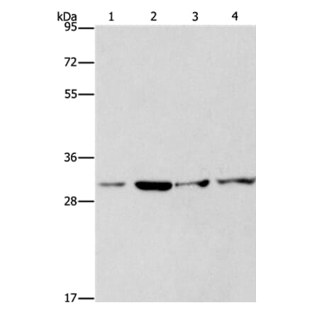CDK2 Antibody from Signalway Antibody (35676) - Antibodies.com
