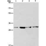 CDK2 Antibody from Signalway Antibody (35676) - Antibodies.com