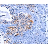 Immunohistochemistry - CDK2 Antibody from Signalway Antibody (35676) - Antibodies.com
