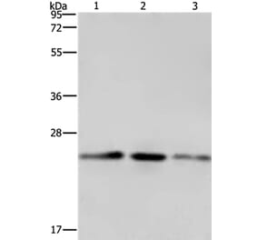 EMC8 Antibody from Signalway Antibody (35694) - Antibodies.com