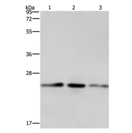 EMC8 Antibody from Signalway Antibody (35694) - Antibodies.com