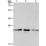 EMC8 Antibody from Signalway Antibody (35694) - Antibodies.com