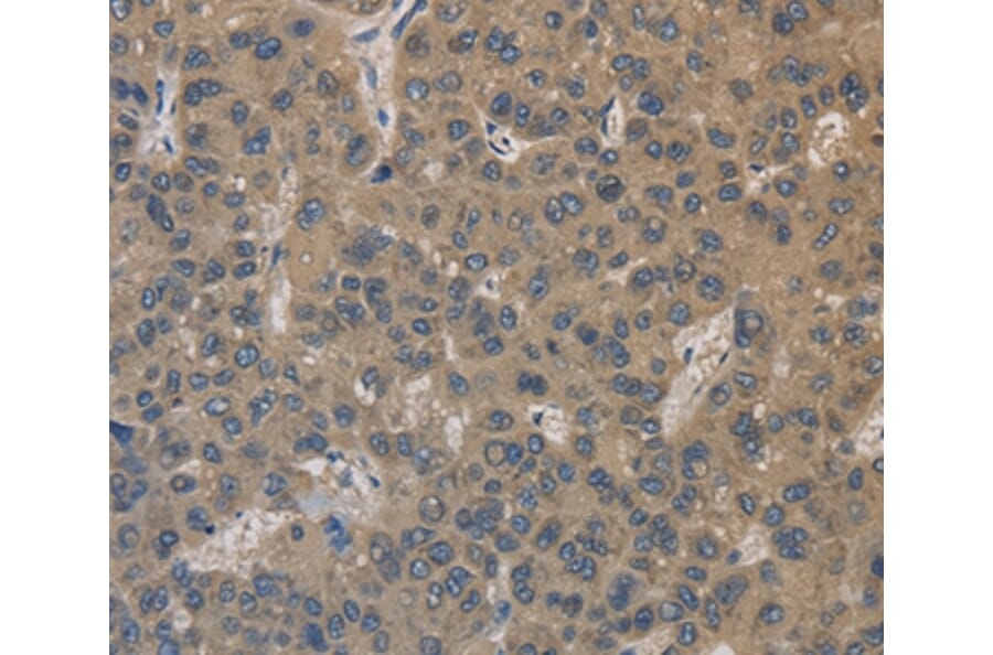 Immunohistochemistry - EMC8 Antibody from Signalway Antibody (35694) - Antibodies.com