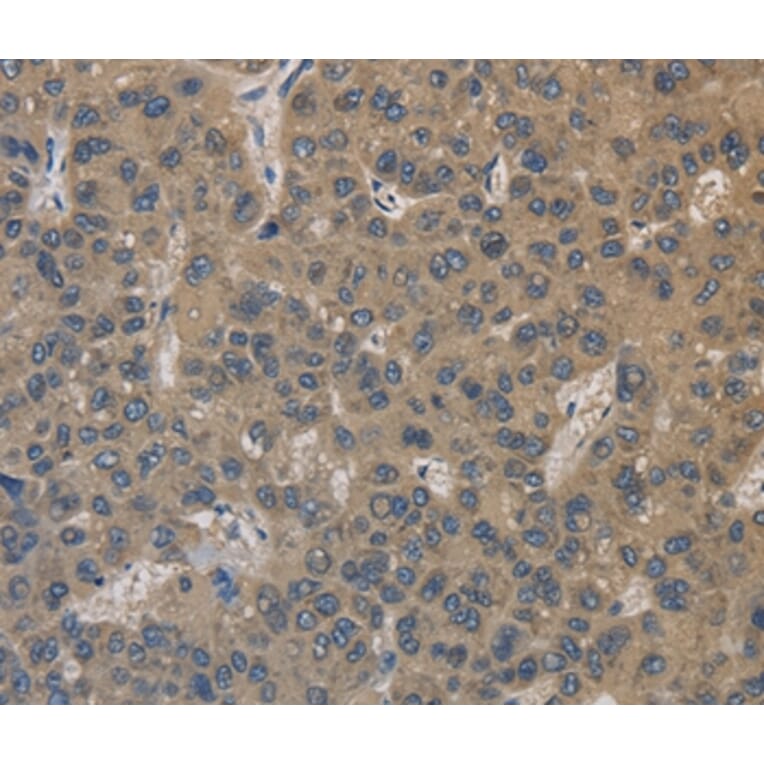 Immunohistochemistry - EMC8 Antibody from Signalway Antibody (35694) - Antibodies.com