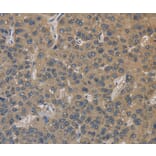 Immunohistochemistry - EMC8 Antibody from Signalway Antibody (35694) - Antibodies.com