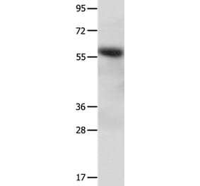 CCNF Antibody from Signalway Antibody (35703) - Antibodies.com