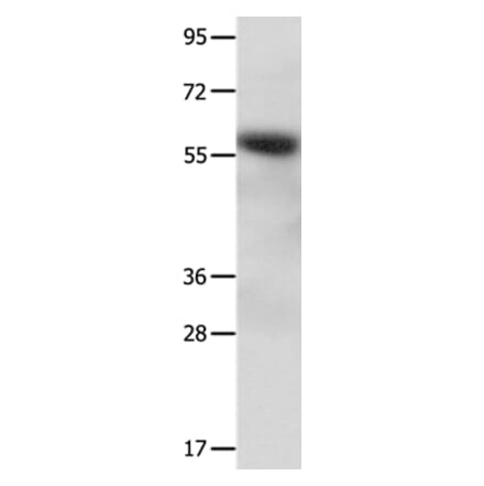 CCNF Antibody from Signalway Antibody (35703) - Antibodies.com