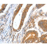 Immunohistochemistry - CCNF Antibody from Signalway Antibody (35703) - Antibodies.com