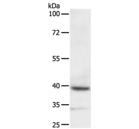 DTX3 Antibody from Signalway Antibody (35712) - Antibodies.com
