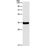 FGL1 Antibody from Signalway Antibody (35738) - Antibodies.com