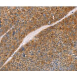 Immunohistochemistry - FGL1 Antibody from Signalway Antibody (35738) - Antibodies.com