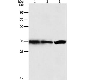 GNB1 Antibody from Signalway Antibody (35745) - Antibodies.com