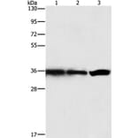 GNB1 Antibody from Signalway Antibody (35745) - Antibodies.com