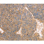 Immunohistochemistry - GNB1 Antibody from Signalway Antibody (35745) - Antibodies.com