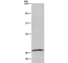 GDF3 Antibody from Signalway Antibody (35754) - Antibodies.com