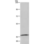 GDF3 Antibody from Signalway Antibody (35754) - Antibodies.com