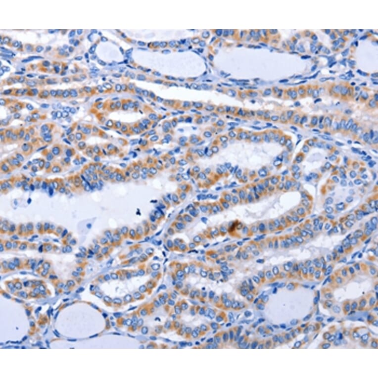 Immunohistochemistry - GDF3 Antibody from Signalway Antibody (35754) - Antibodies.com