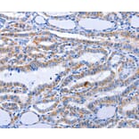 Immunohistochemistry - GDF3 Antibody from Signalway Antibody (35754) - Antibodies.com