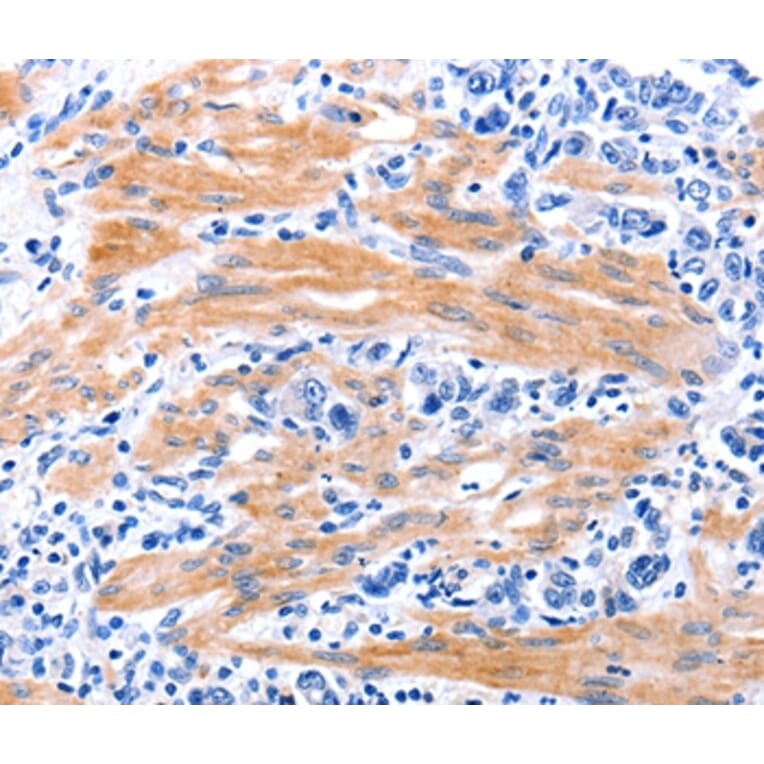 Immunohistochemistry - GDF9 Antibody from Signalway Antibody (35755) - Antibodies.com