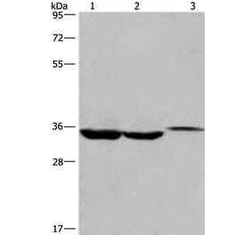 ING2 Antibody from Signalway Antibody (35779) - Antibodies.com