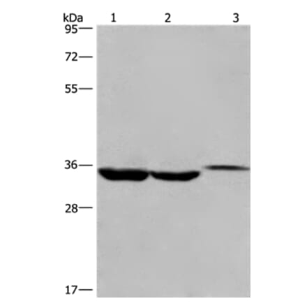 ING2 Antibody from Signalway Antibody (35779) - Antibodies.com