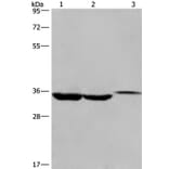 ING2 Antibody from Signalway Antibody (35779) - Antibodies.com