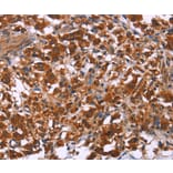 Immunohistochemistry - ING2 Antibody from Signalway Antibody (35779) - Antibodies.com