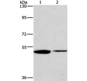 IRF6 Antibody from Signalway Antibody (35786) - Antibodies.com