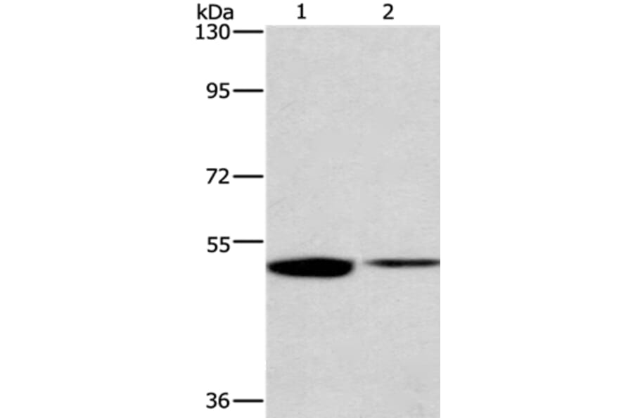 IRF6 Antibody from Signalway Antibody (35786) - Antibodies.com