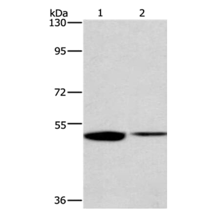 IRF6 Antibody from Signalway Antibody (35786) - Antibodies.com