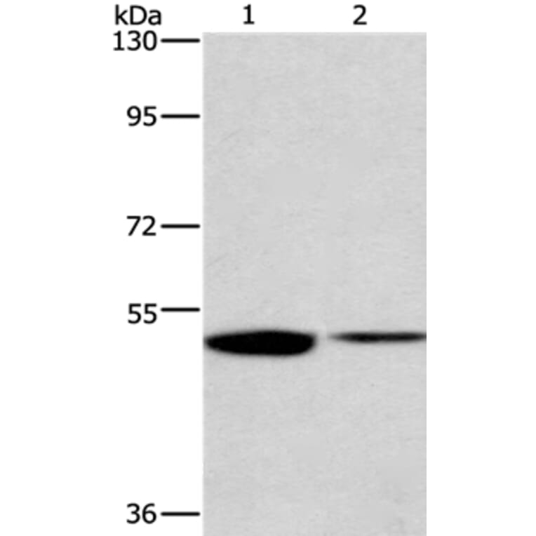 IRF6 Antibody from Signalway Antibody (35786) - Antibodies.com