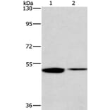 IRF6 Antibody from Signalway Antibody (35786) - Antibodies.com