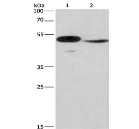 IRF9 Antibody from Signalway Antibody (35787) - Antibodies.com