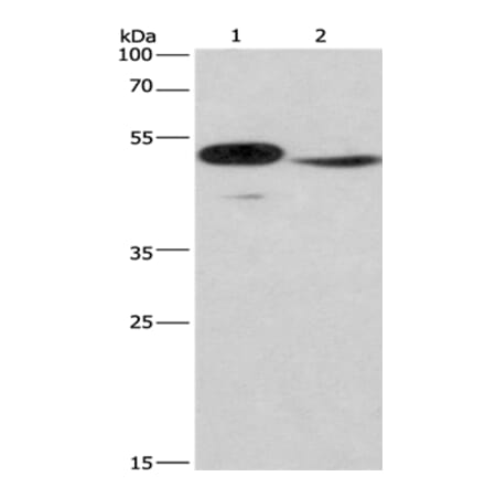 IRF9 Antibody from Signalway Antibody (35787) - Antibodies.com