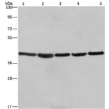 RPSA Antibody from Signalway Antibody (35815) - Antibodies.com