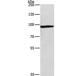 MSH5 Antibody from Signalway Antibody (35822) - Antibodies.com