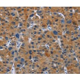 Immunohistochemistry - MSH5 Antibody from Signalway Antibody (35822) - Antibodies.com