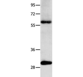 NTF3 Antibody from Signalway Antibody (35845) - Antibodies.com