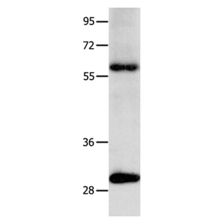 NTF3 Antibody from Signalway Antibody (35845) - Antibodies.com