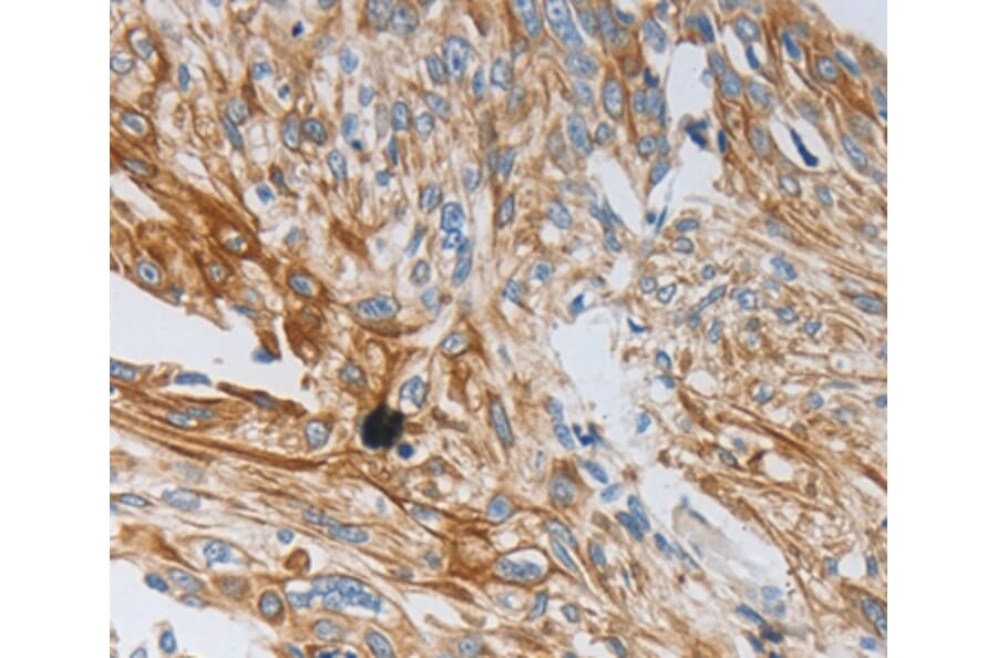Immunohistochemistry - NTF3 Antibody from Signalway Antibody (35845) - Antibodies.com